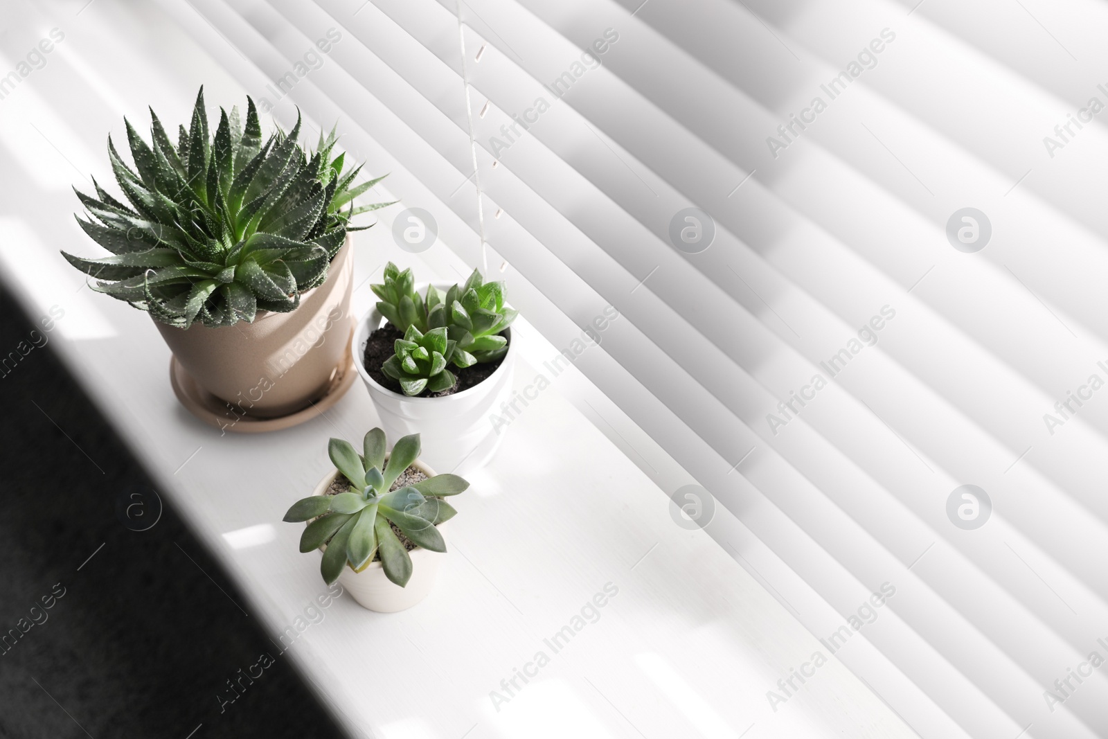 Photo of Beautiful different cacti in pots on windowsill, above view. Space for text