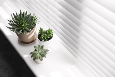 Beautiful different cacti in pots on windowsill, above view. Space for text