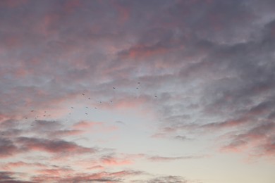 Photo of Birds flying in beautiful sky at sunset
