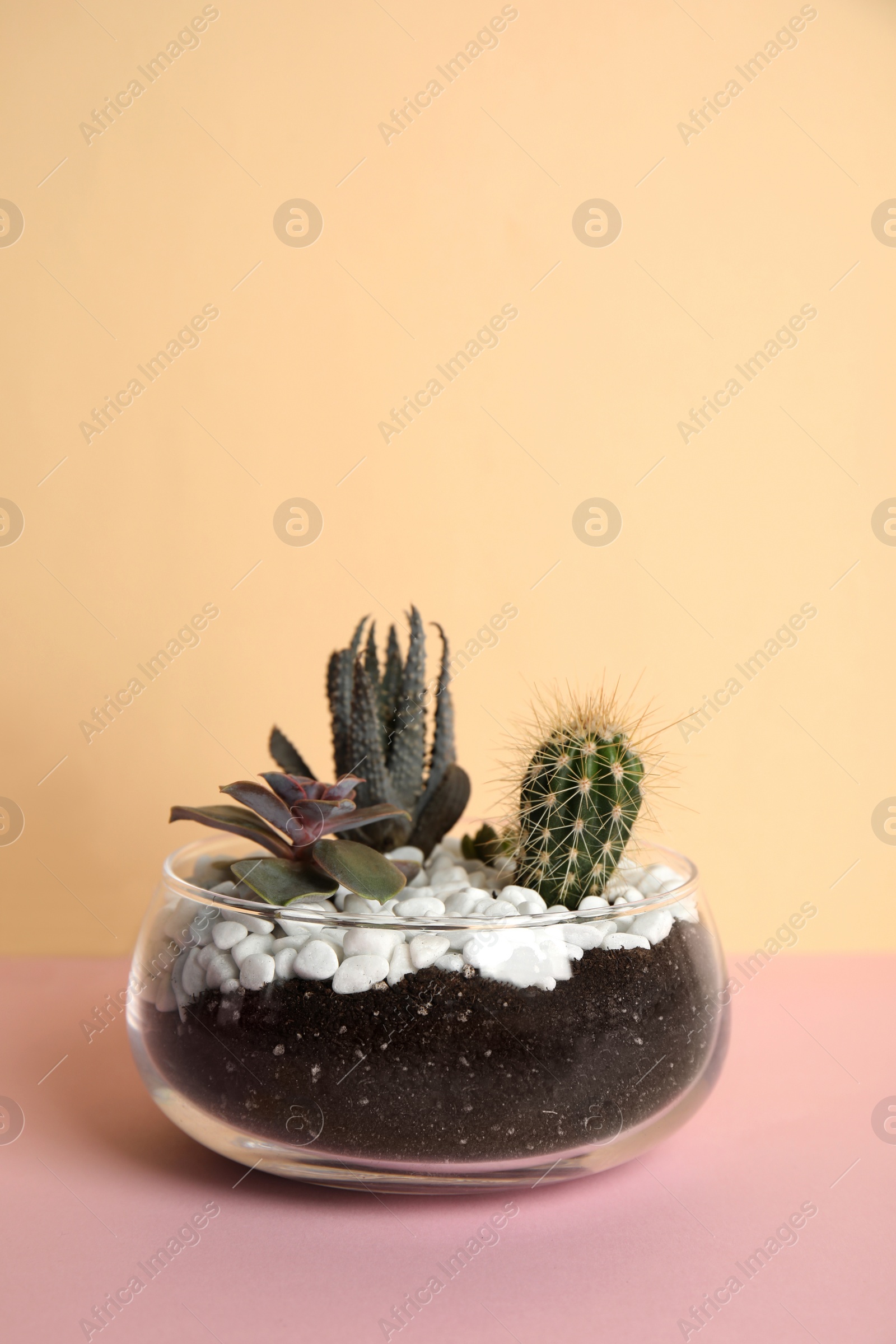 Photo of Glass florarium with different succulents on color background, space for text