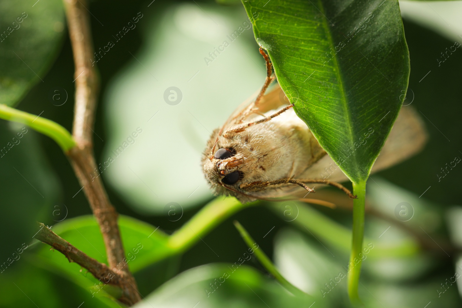 Photo of Paradrina clavipalpis moth on green leaf outdoors