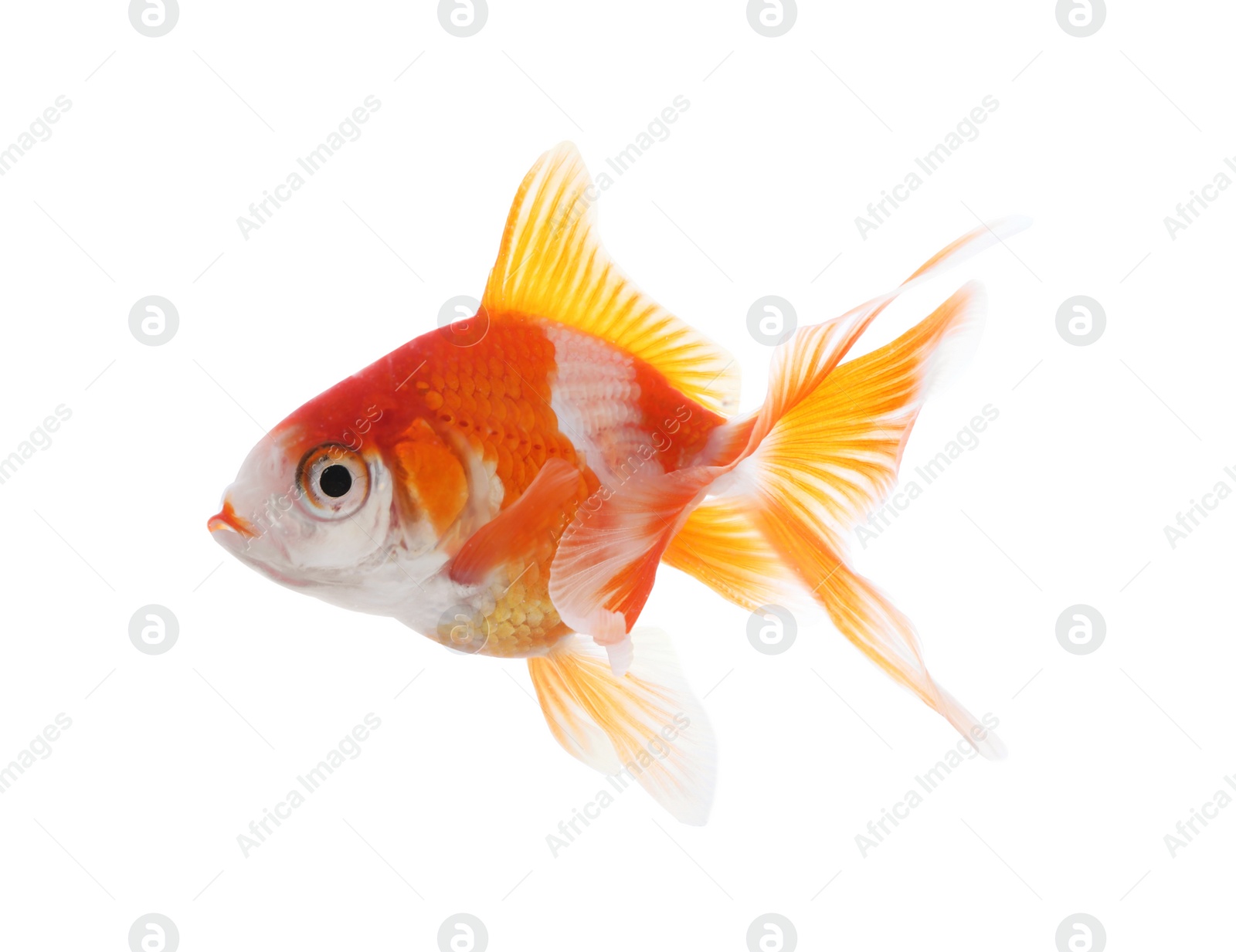 Photo of Beautiful bright small goldfish isolated on white