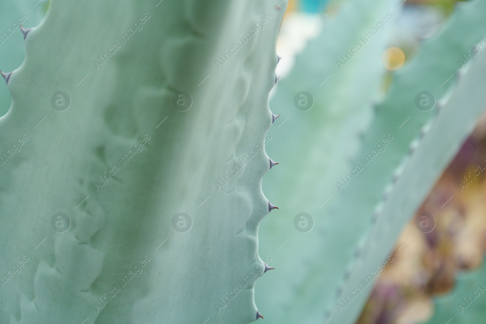 Photo of Beautiful green agave plant growing outdoors, closeup