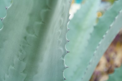 Photo of Beautiful green agave plant growing outdoors, closeup