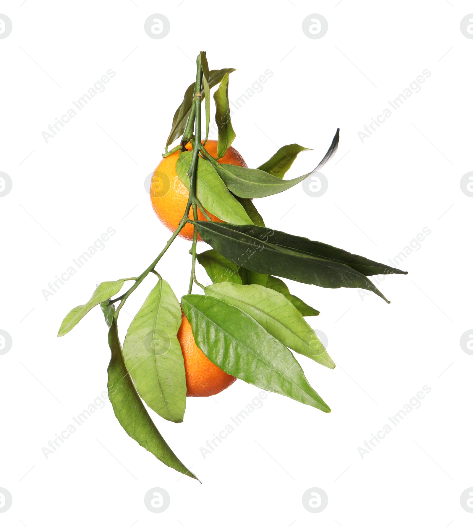 Photo of Fresh tangerines with green leaves isolated on white