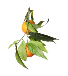 Photo of Fresh tangerines with green leaves isolated on white