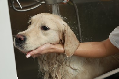 Professional groomer washing cute dog in pet beauty salon, closeup