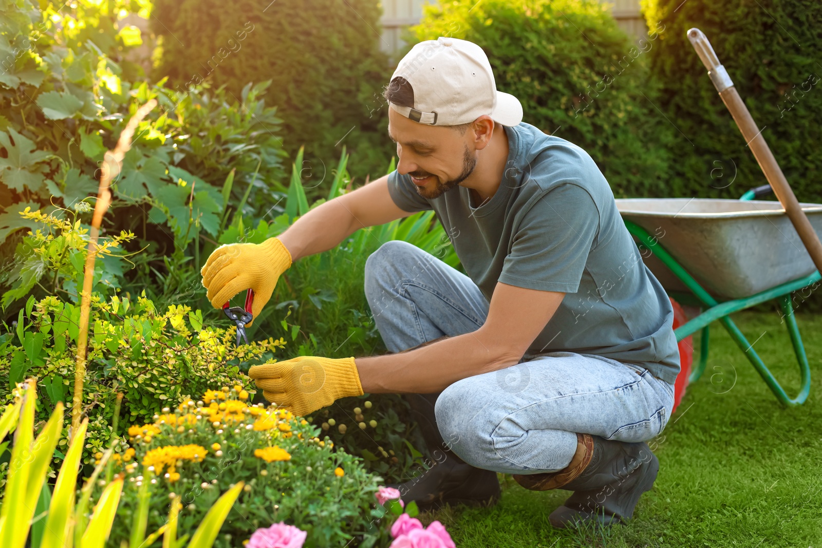 Photo of Happy man cutting plant outdoors on sunny day. Gardening time