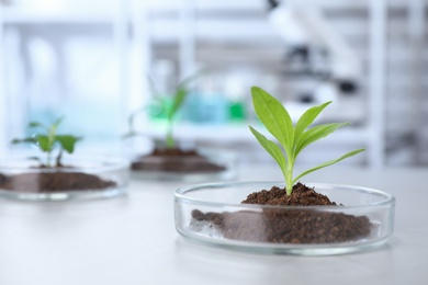 Photo of Green plant in Petri dish on table in laboratory. Biological chemistry