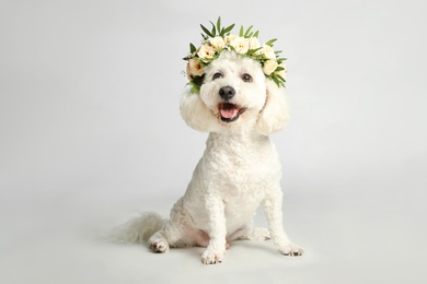 Photo of Adorable Bichon wearing wreath made of beautiful flowers on white background