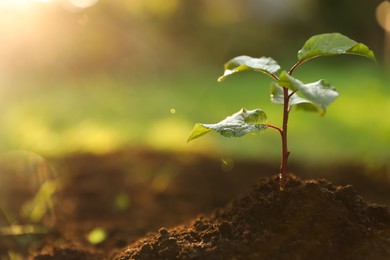 Photo of Seedling growing in wet soil outdoors, closeup. Planting tree. Space for text