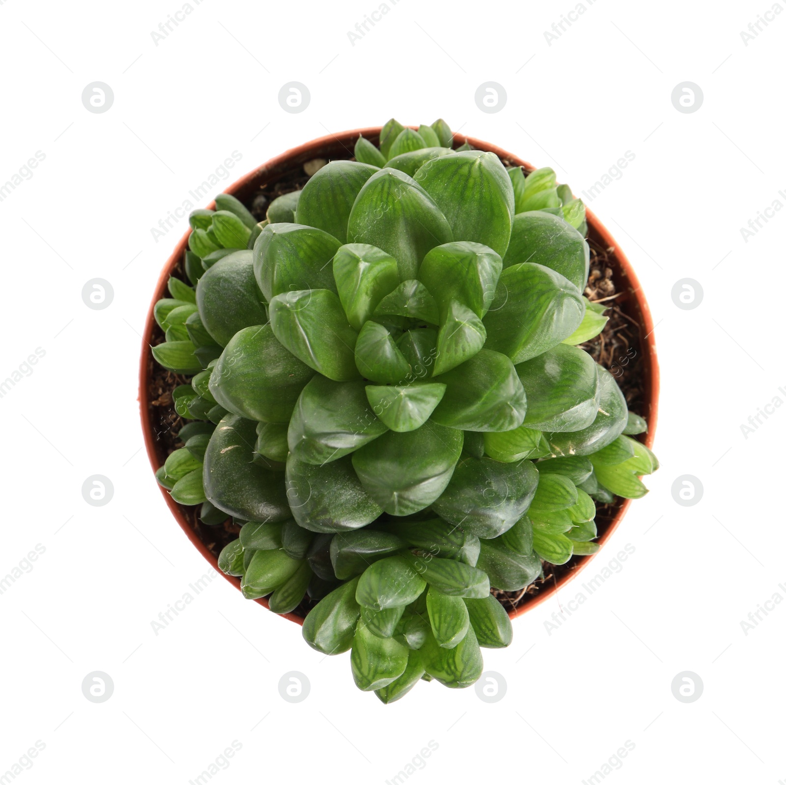 Photo of Succulent plant in flowerpot isolated on white, top view. Home decor