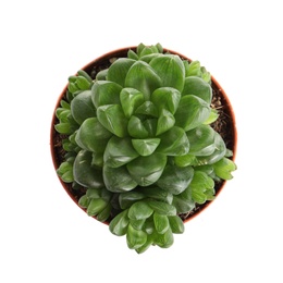 Photo of Succulent plant in flowerpot isolated on white, top view. Home decor