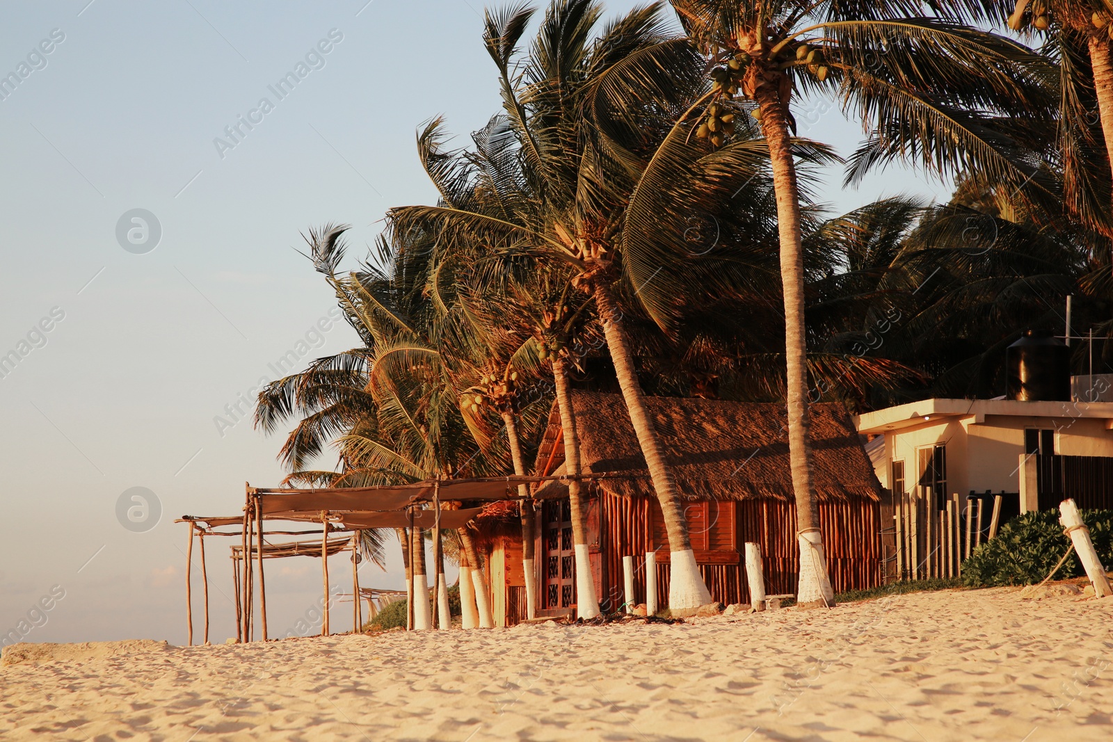 Photo of Beautiful palm trees with green leaves on sandy beach