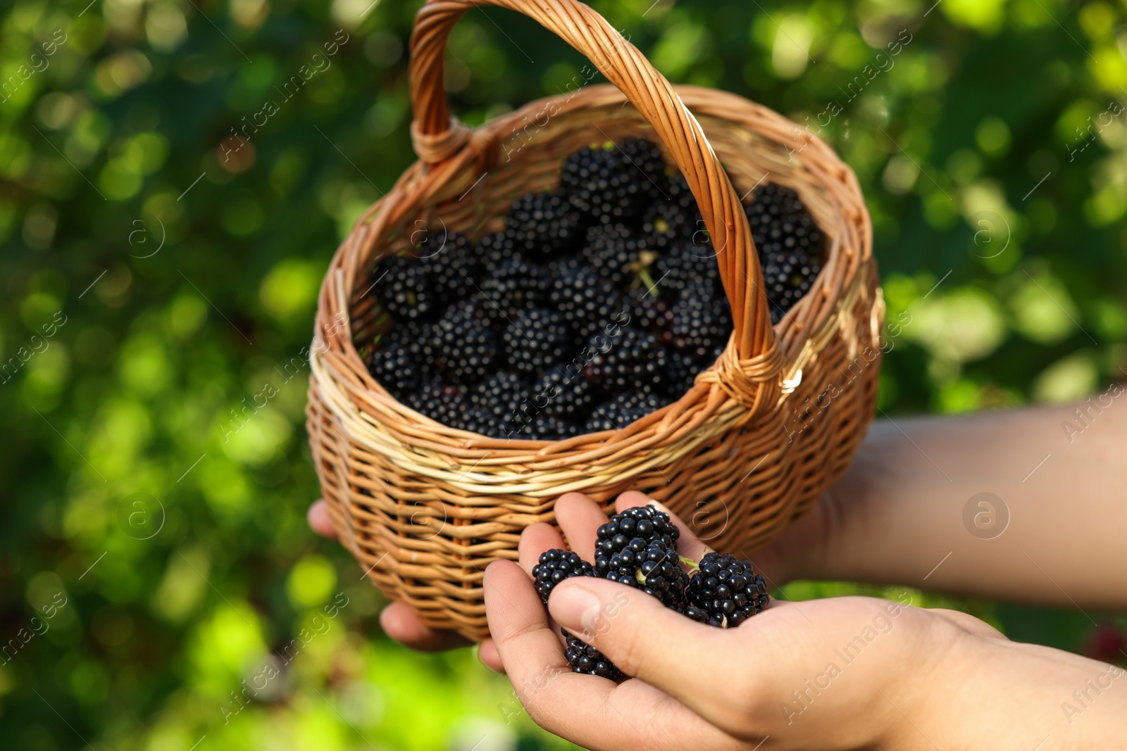 Photo of Woman holding wicker basket with ripe blackberries outdoors, closeup