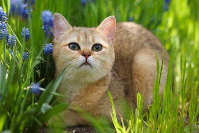 Photo of Cute cat among green grass and beautiful flowers outdoors on spring day