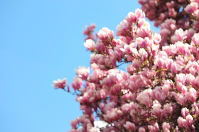 Blurred view of beautiful tree with pink blossom outdoors. Bokeh effect