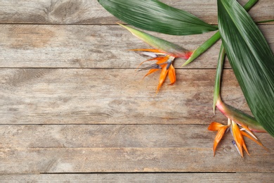 Creative flat lay composition with strelitzia flowers and tropical leaves  on wooden background