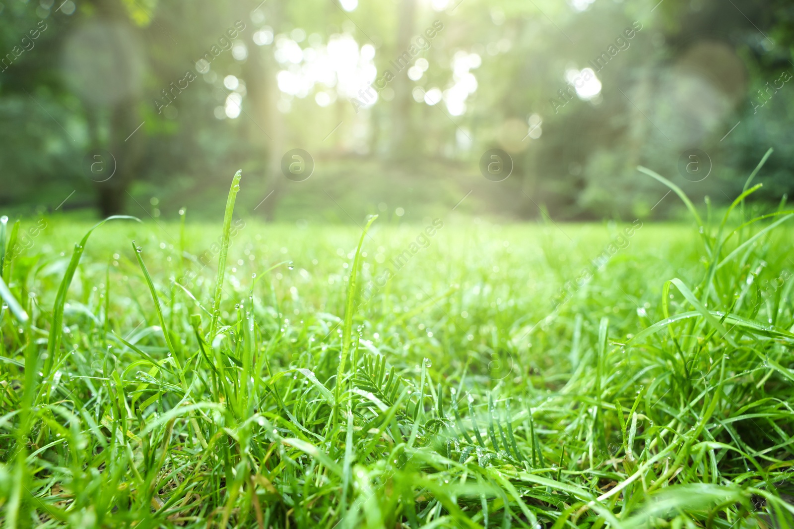 Photo of Fresh green grass with water drops growing in summer park, closeup