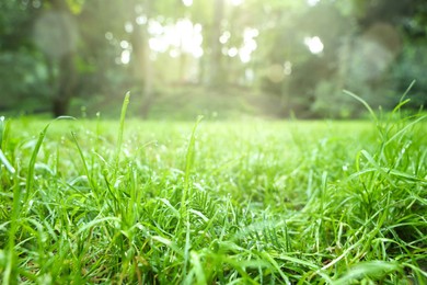 Photo of Fresh green grass with water drops growing in summer park, closeup