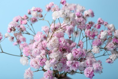 Beautiful dyed gypsophila flowers on light blue background, closeup