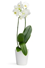 Photo of Blooming orchid flower in pot isolated on white