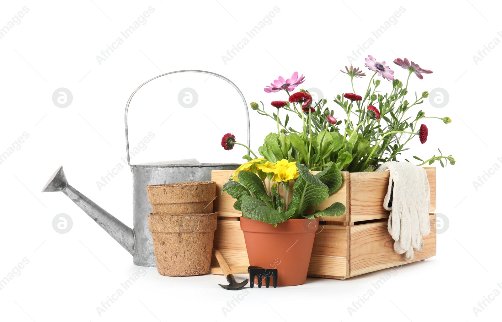 Photo of Potted blooming flowers and gardening equipment on white background