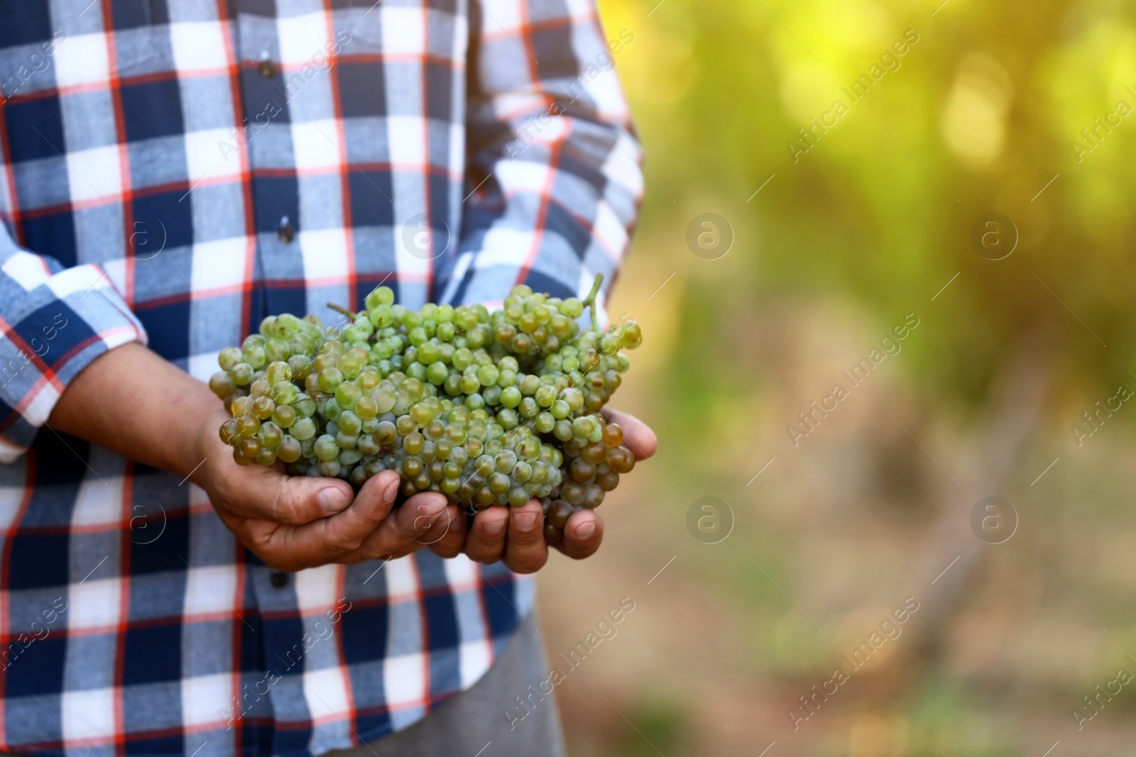 Photo of Man holding bunches of fresh ripe juicy grapes outdoors, closeup