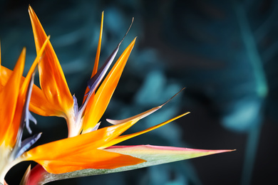 Bird of Paradise tropical flower on blurred background, closeup