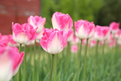 Photo of Beautiful pink tulip flowers growing in field, selective focus