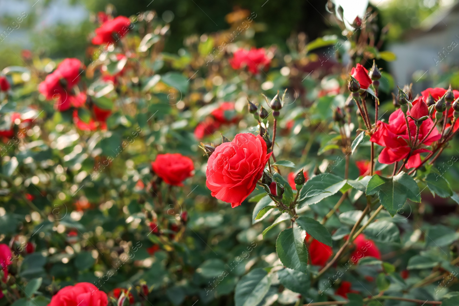 Photo of Beautiful blooming red rose bush outdoors on sunny day