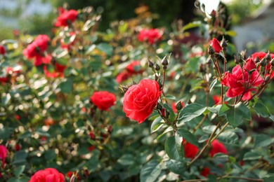 Beautiful blooming red rose bush outdoors on sunny day