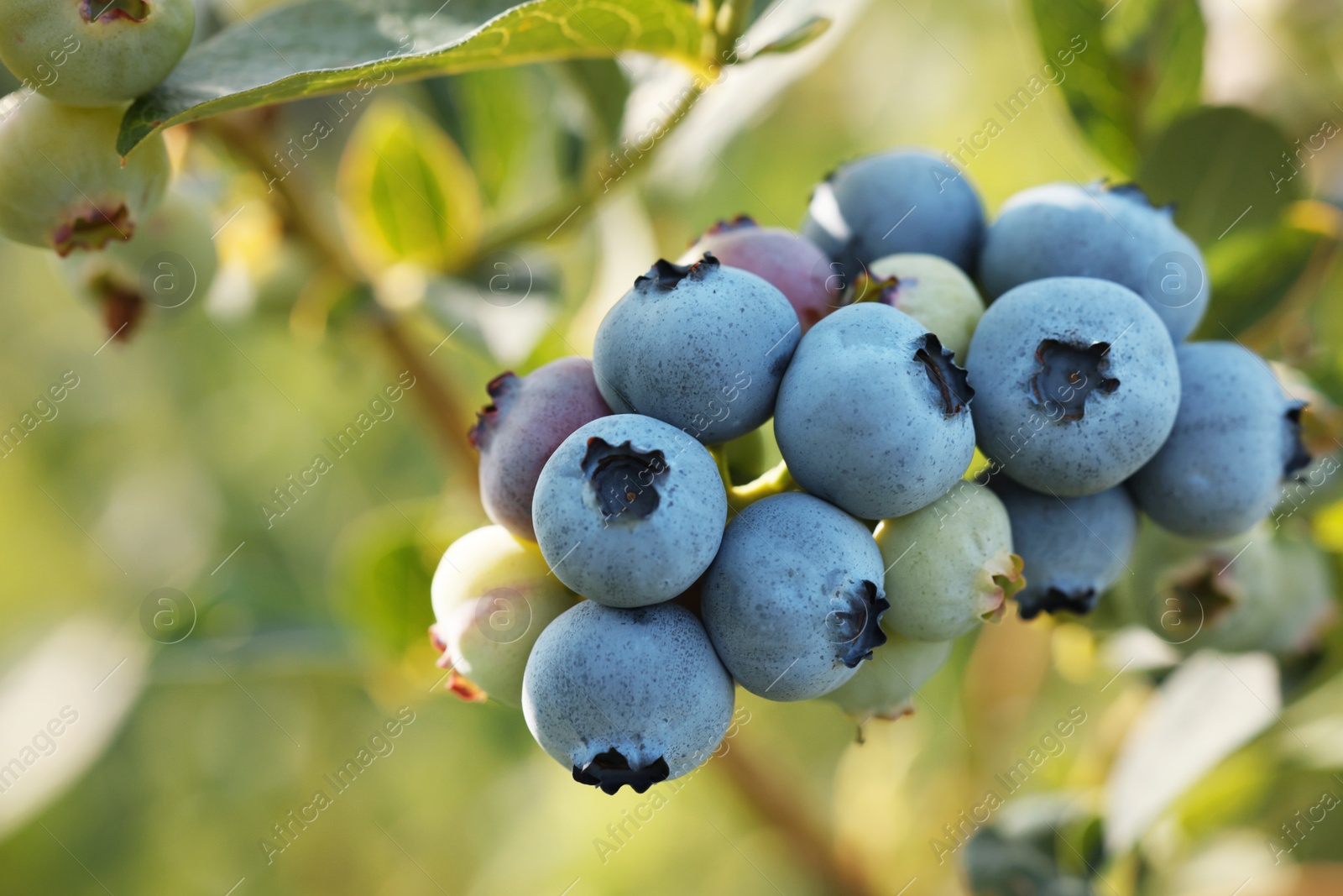 Photo of Wild blueberries growing outdoors, closeup. Seasonal berries