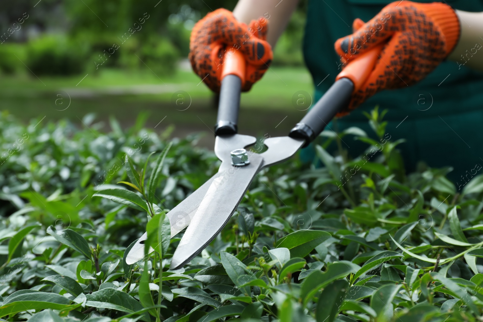 Photo of Worker cutting bush with hedge shears outdoors, closeup. Gardening tool