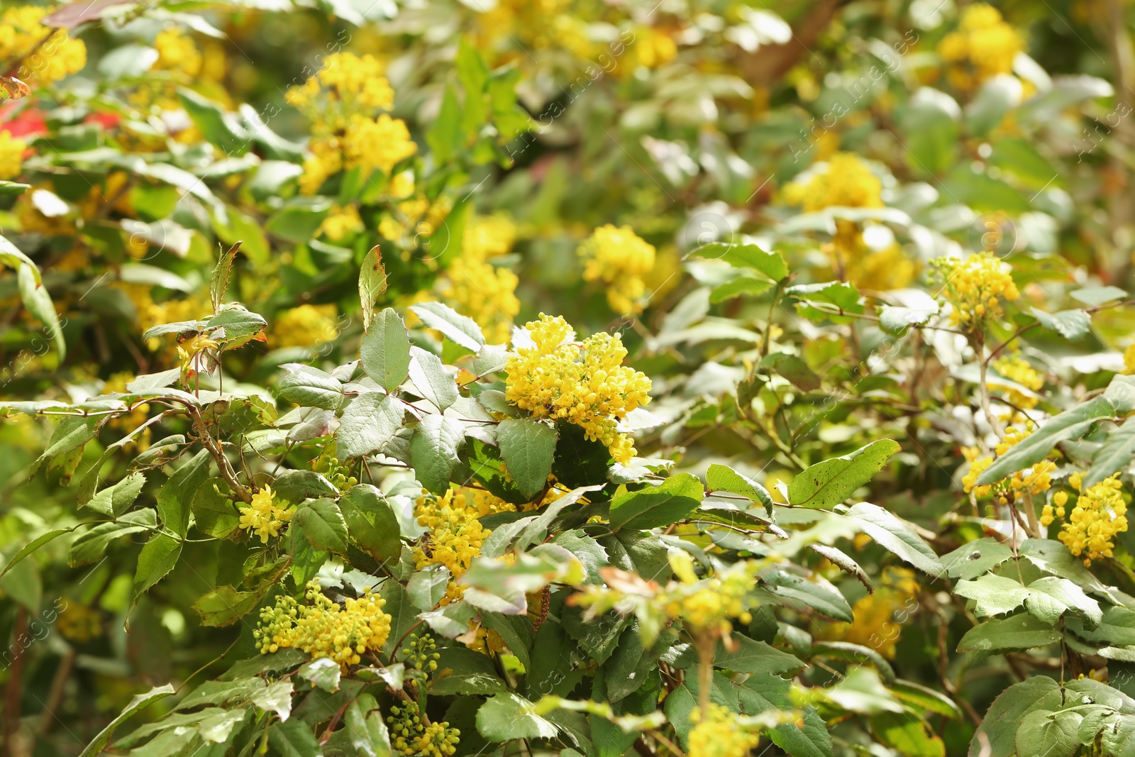 Photo of Bush with yellow blossoms on spring day