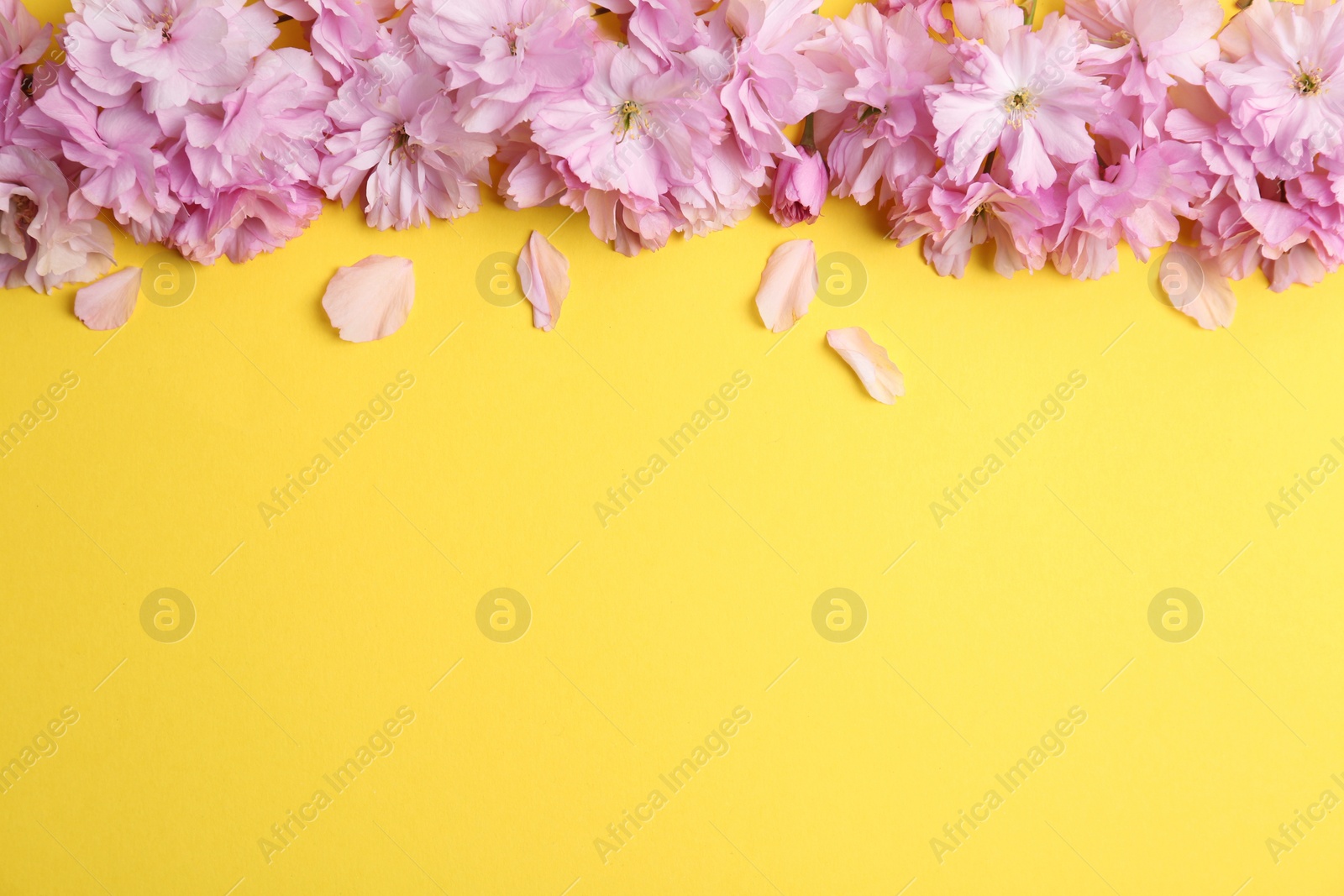 Photo of Beautiful sakura blossom on yellow background, space for text. Japanese cherry