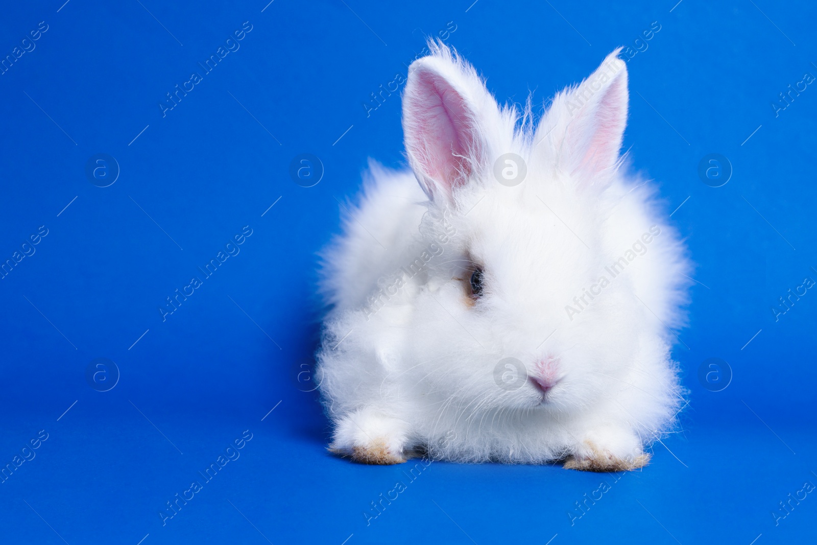 Photo of Fluffy white rabbit on blue background, space for text. Cute pet