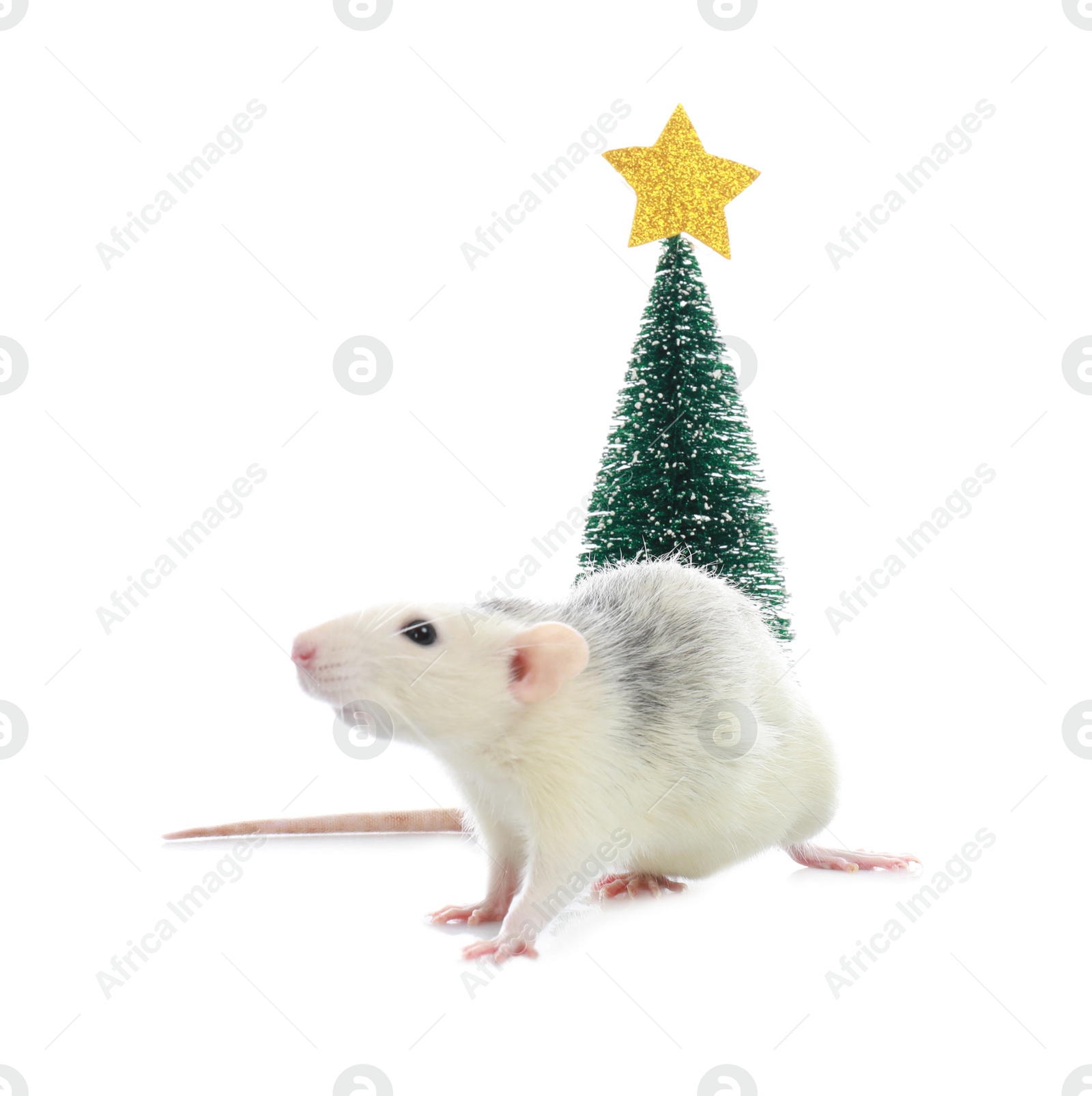 Photo of Cute little rat near decorative Christmas tree on white background. Chinese New Year symbol