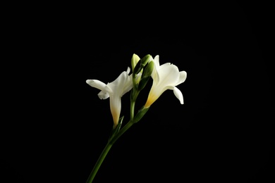 Photo of Beautiful white freesia flowers on black background