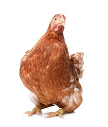 Photo of Beautiful chicken on white background. Domestic animal
