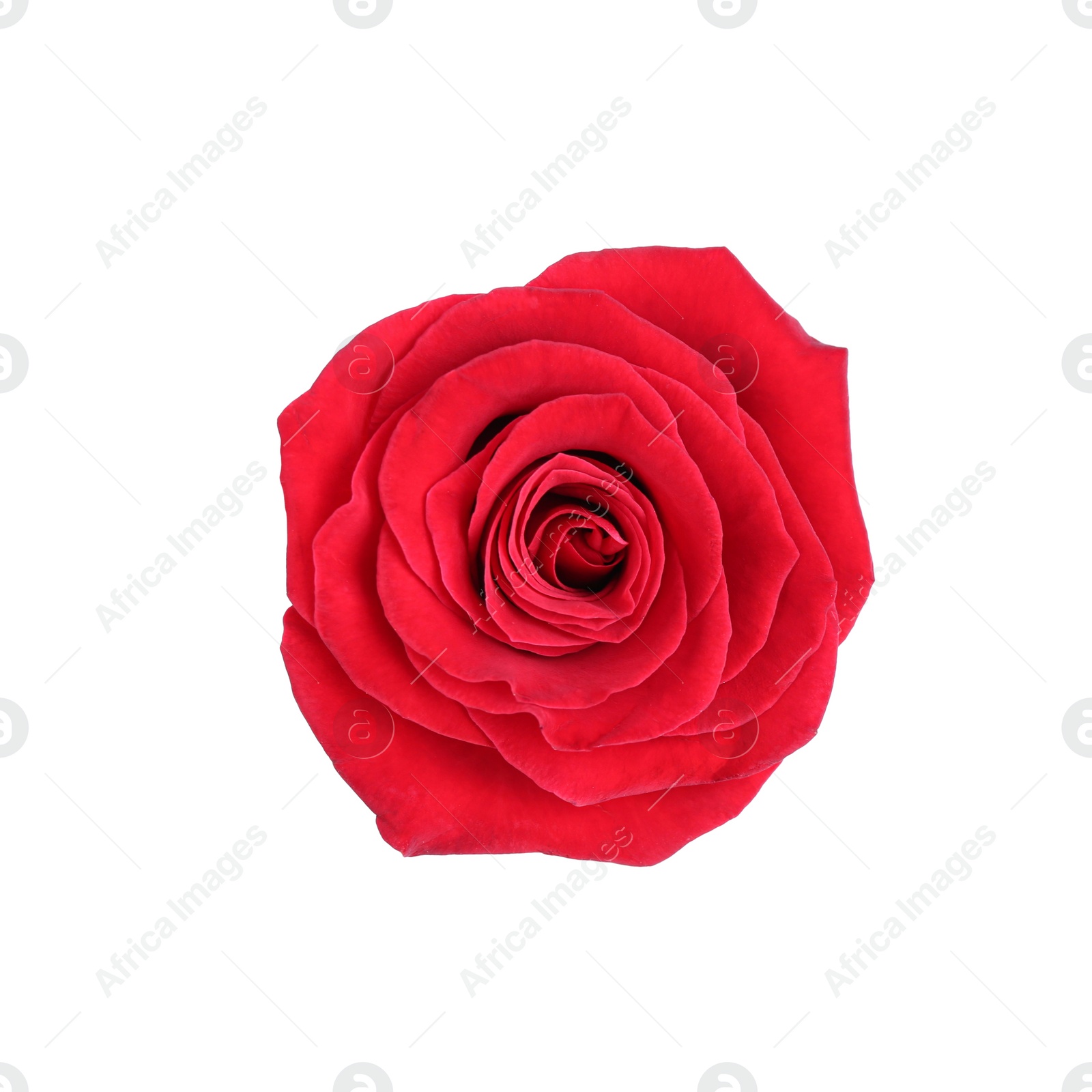 Photo of One beautiful red rose isolated on white