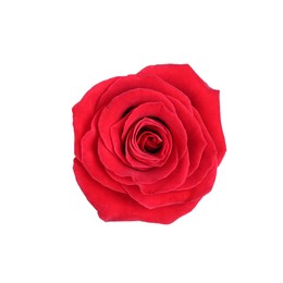 One beautiful red rose isolated on white