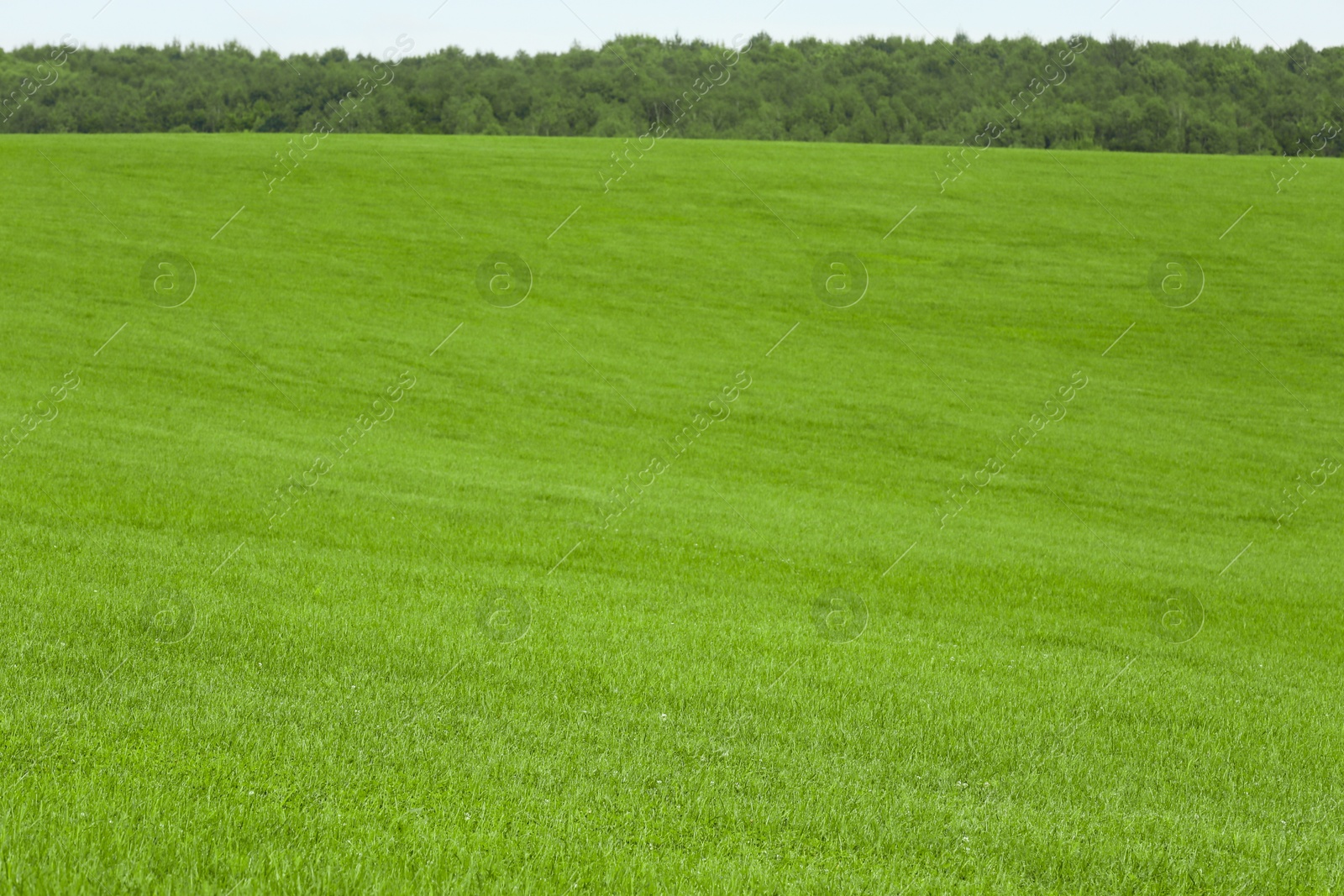 Photo of Beautiful meadow with bright green grass outdoors