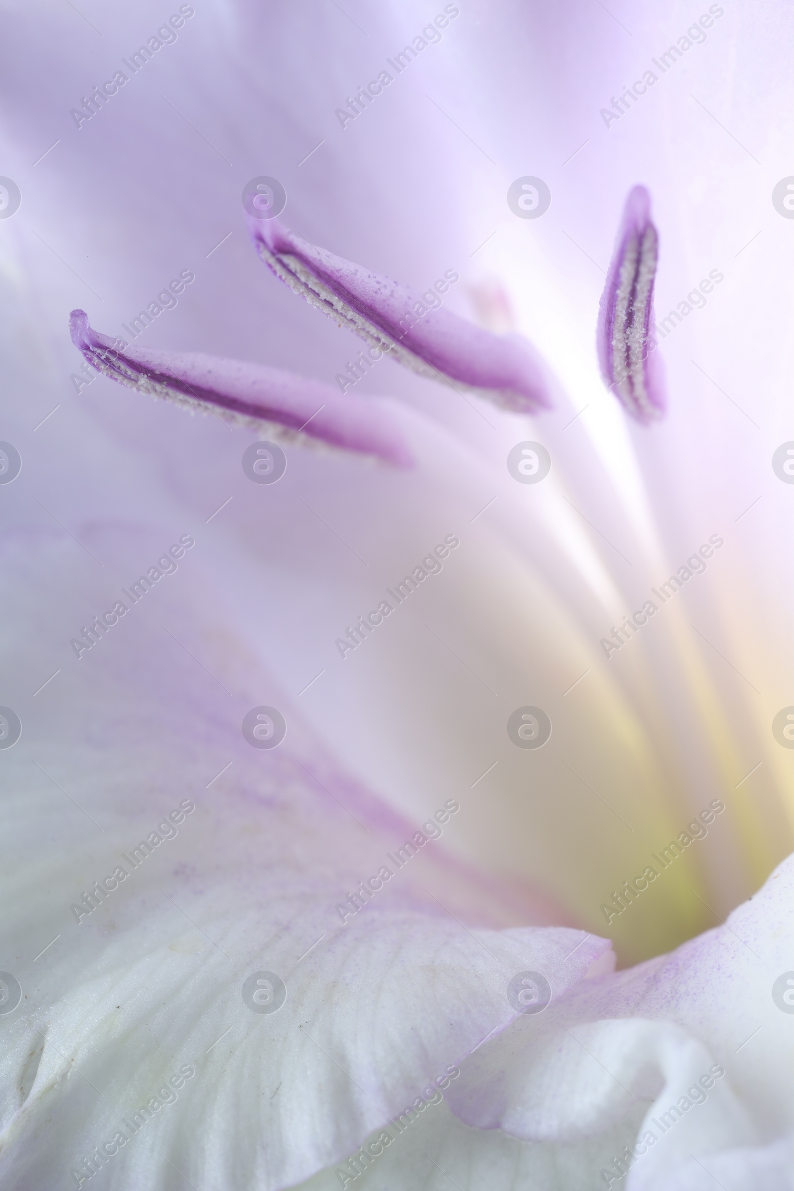 Photo of Beautiful lilac Gladiolus flower as background, macro view