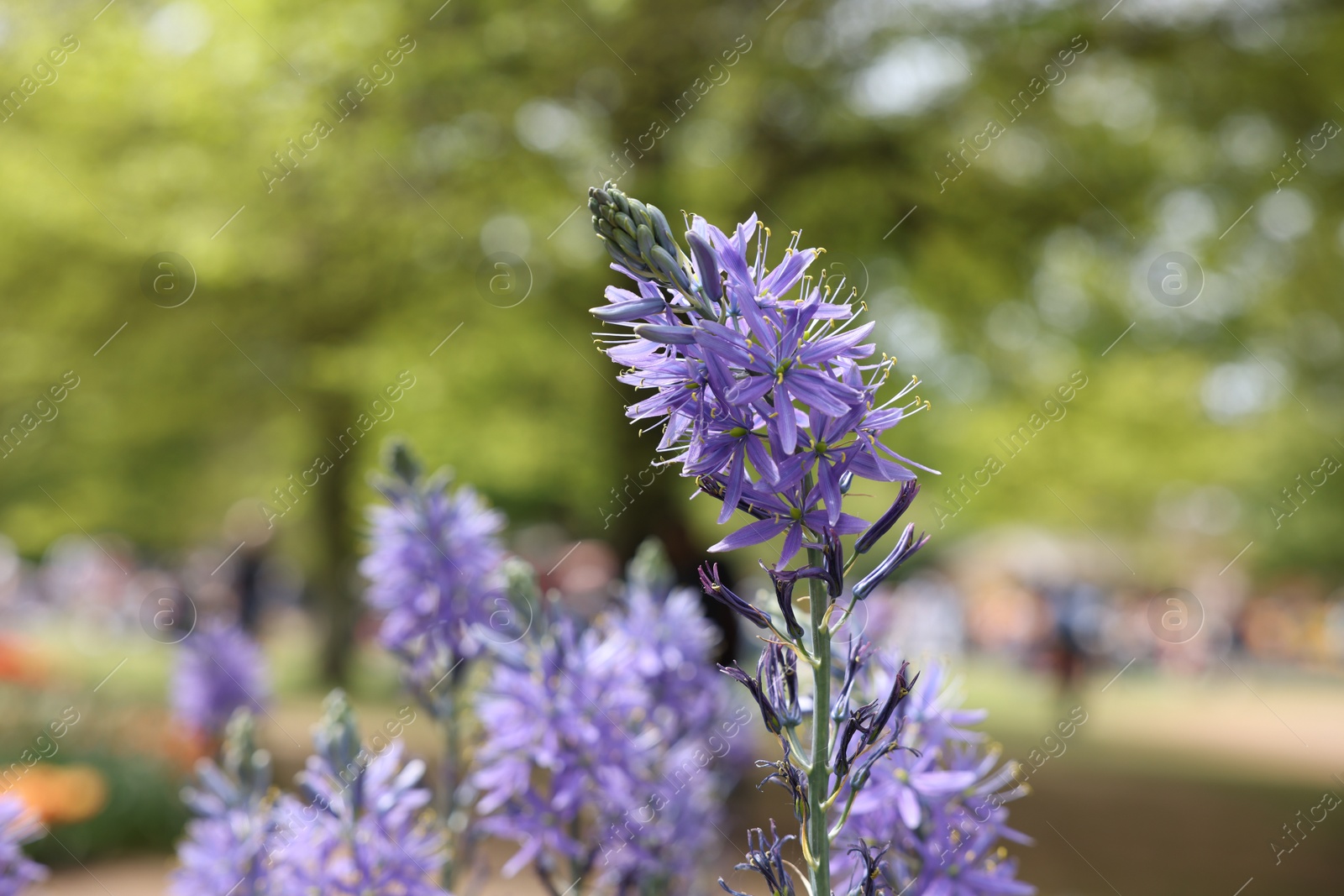 Photo of Beautiful Camassia growing outdoors, closeup. Spring season