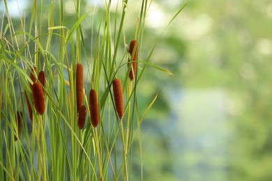 Photo of Beautiful reeds with brown catkins outdoors on sunny day. Space for text