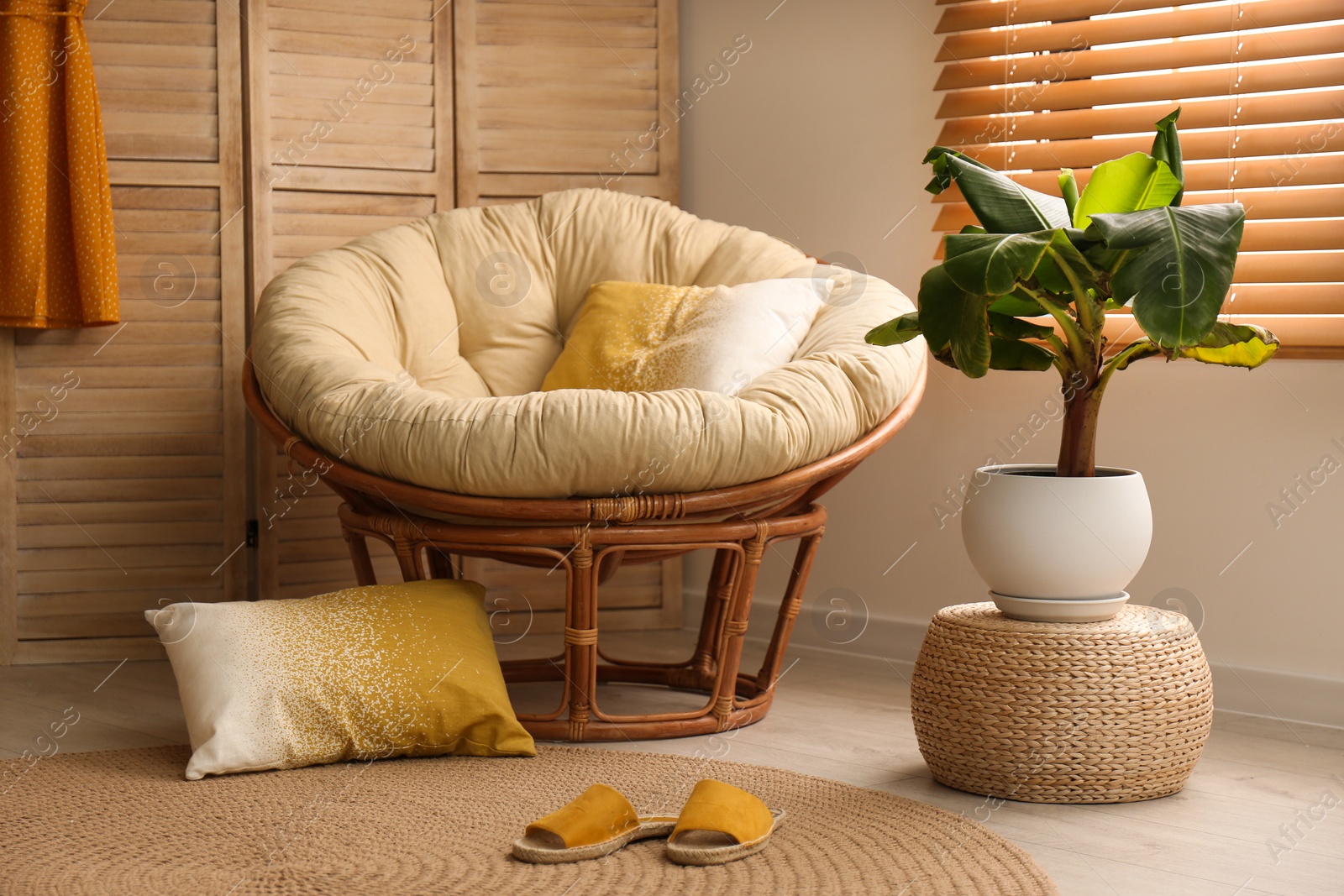 Photo of Exotic house plant with comfortable armchair in room interior