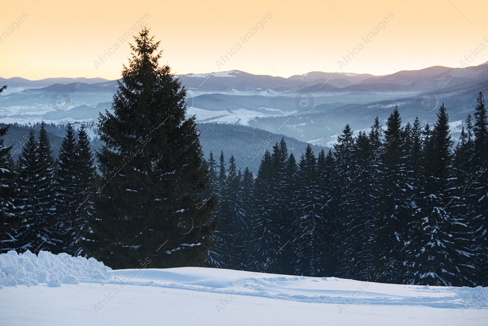 Photo of Picturesque mountain landscape with snowy forest in winter