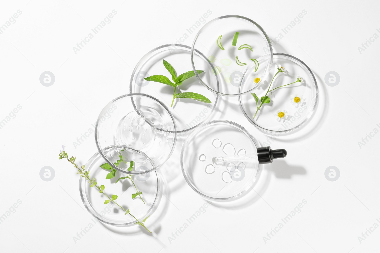 Photo of Petri dishes with different plants and cosmetic products on white background, top view