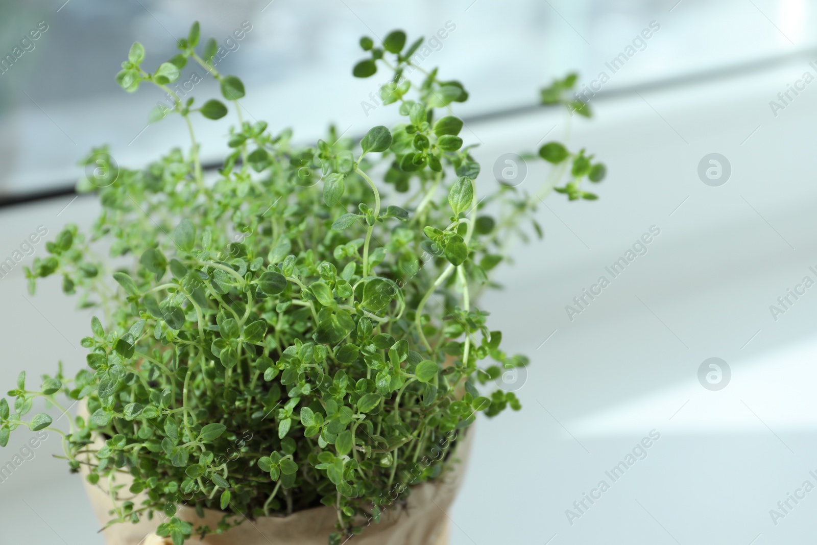 Photo of Fresh potted thyme on white background, closeup. Space for text